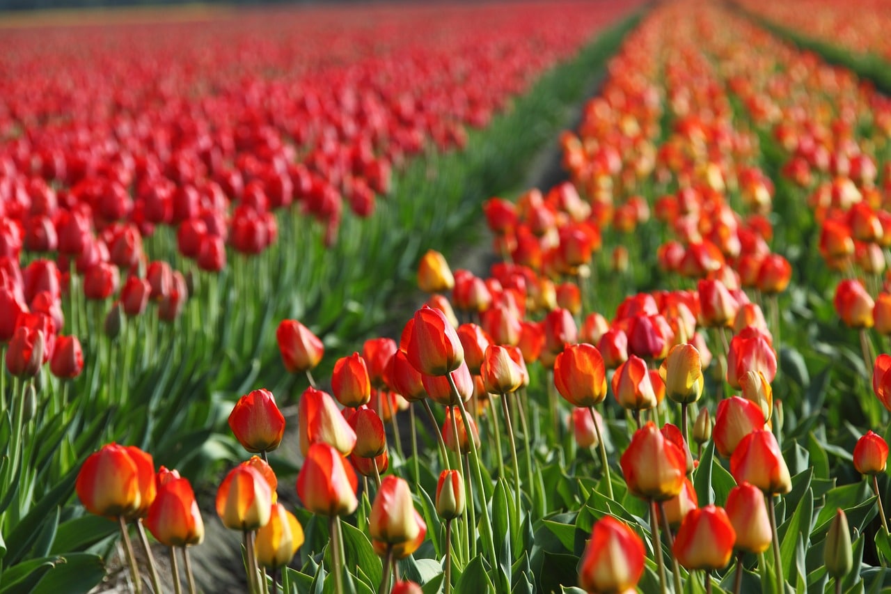 Steflor torna a fiorire: riapre il giardino di Tulipani a Milano