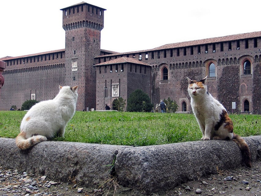 gatti castello sforzesco