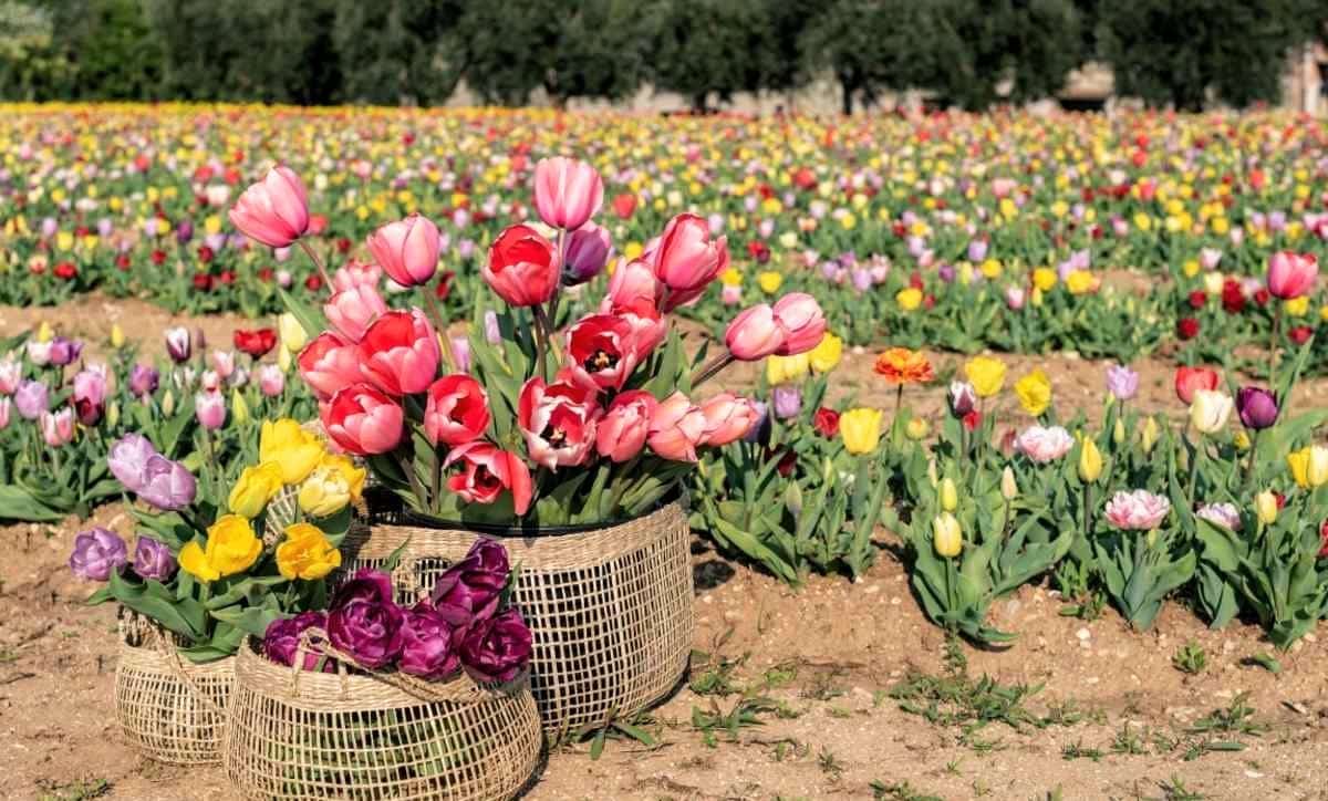 Raccogliere tulipani vicino a Milano
