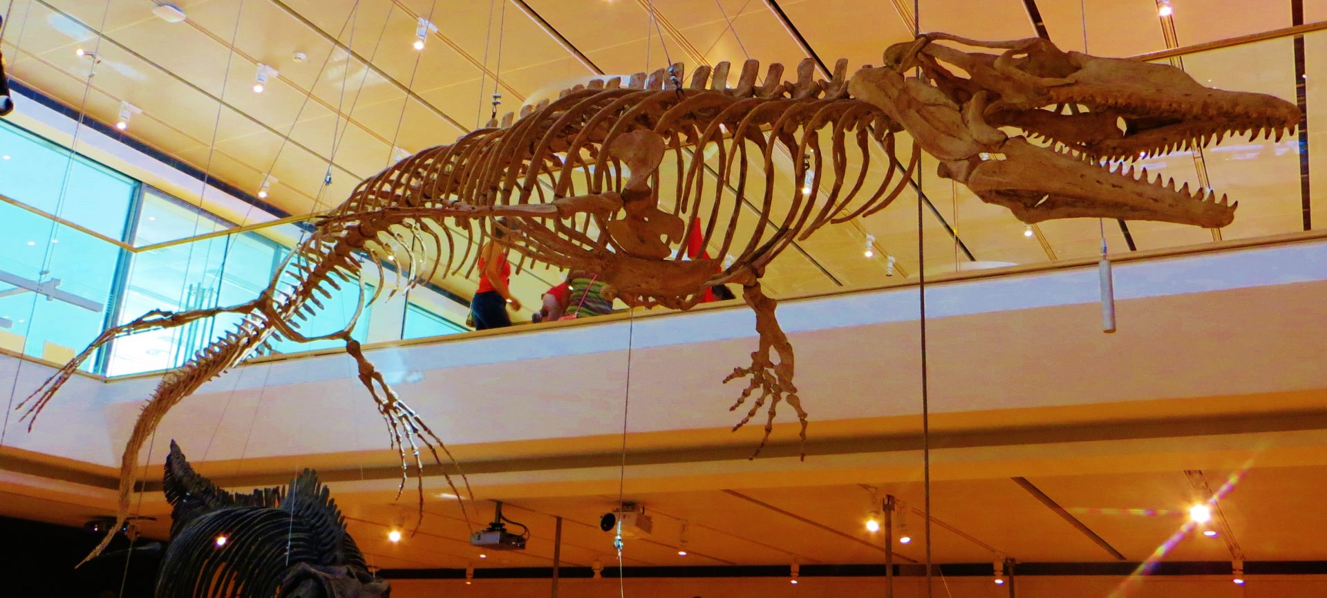 Cambi Casa d'aste Halisaurus