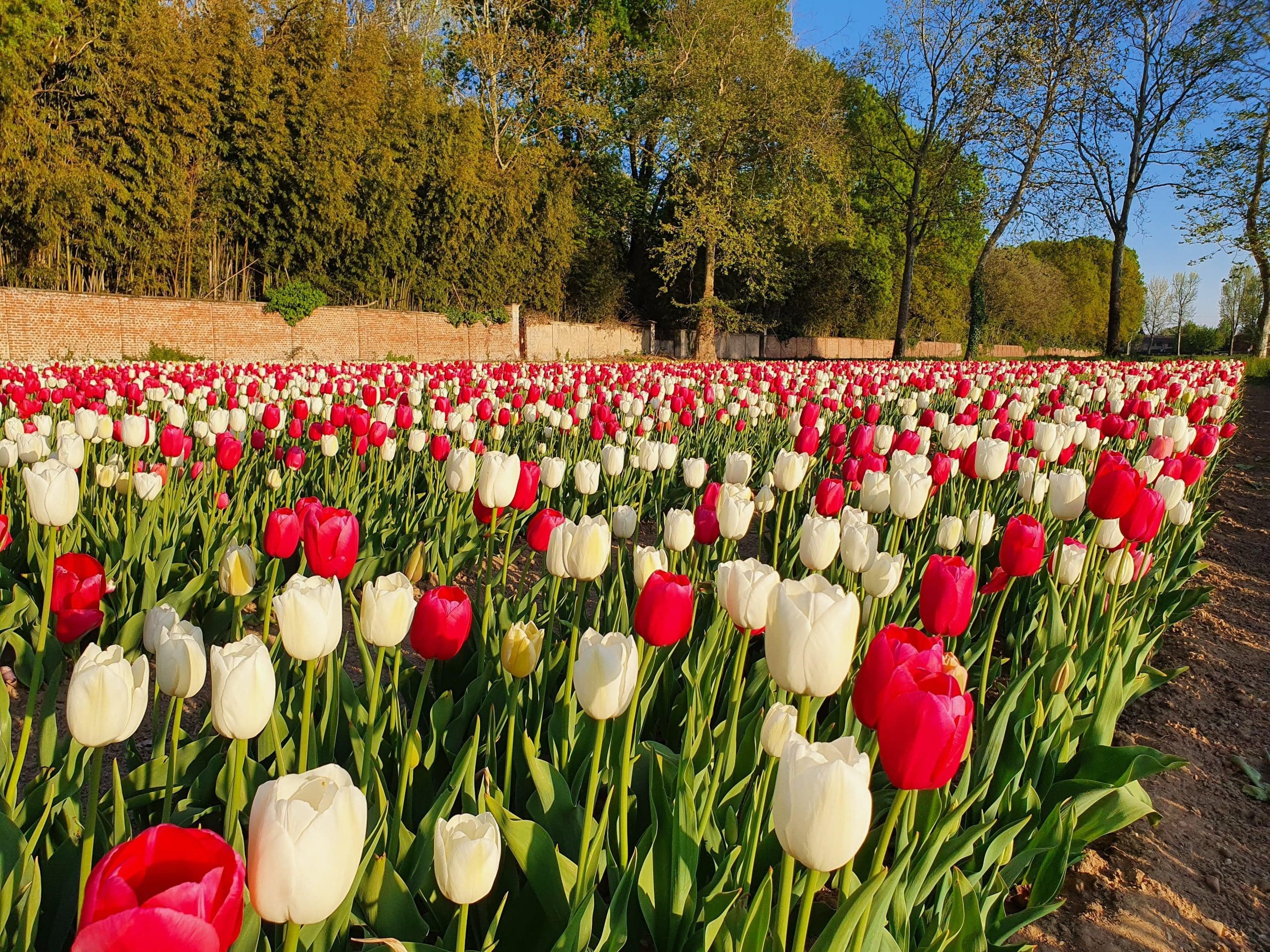 Torna il campo di tulipani a Milano