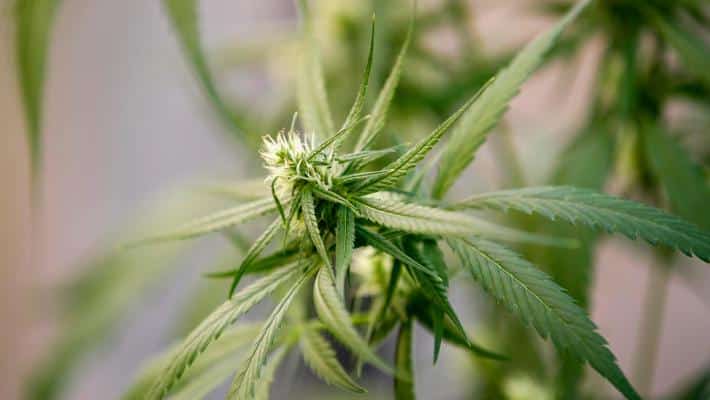 legalizzazione cannabis