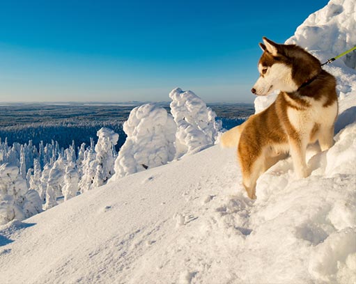 Il Boreali Nordic festival racconta l’affascinante Nord Europa 
