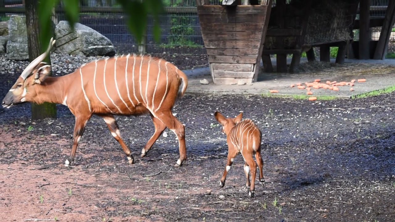 parco le cornelle cucciolo bongo