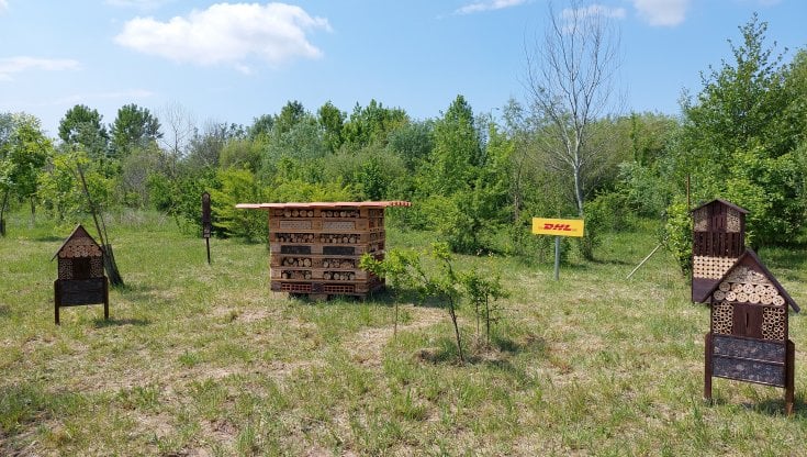 20 maggio giornata mondiale delle api