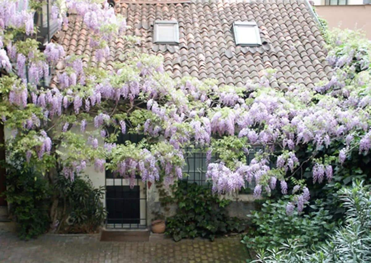 Viale Elvezia