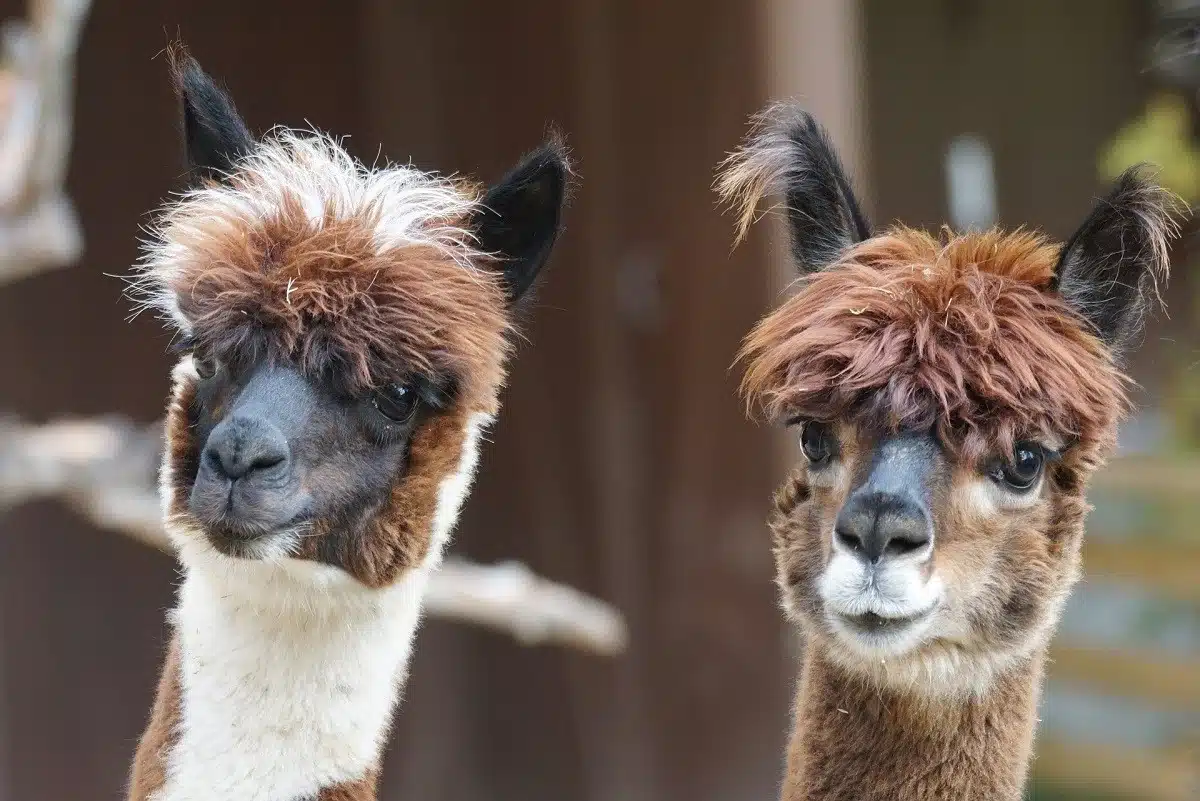 Alpacamp: ecco dove passeggiare con gli Alpaca vicino a Milano