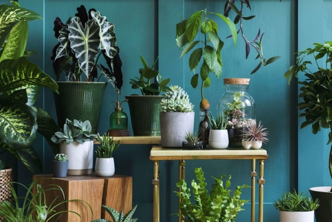 Balconiamo: più fiori nella nostra Milano 