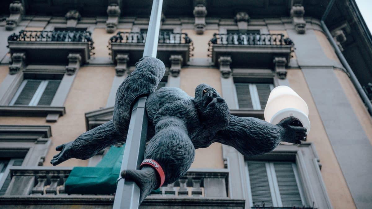 Il Gorilla Fatboy fa il pole dancer su un palo a Milano 
