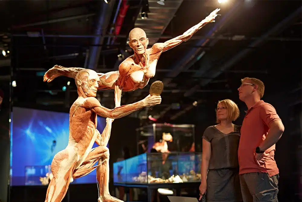 Body Worlds Milano Mostra