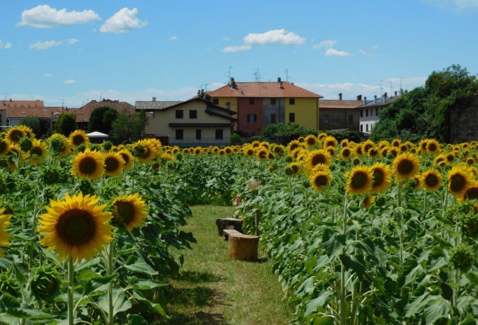 campo girasoli