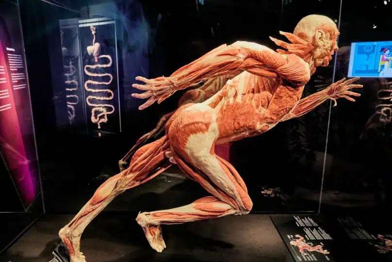 Body Worlds: La mostra dei corpi umani a Milano