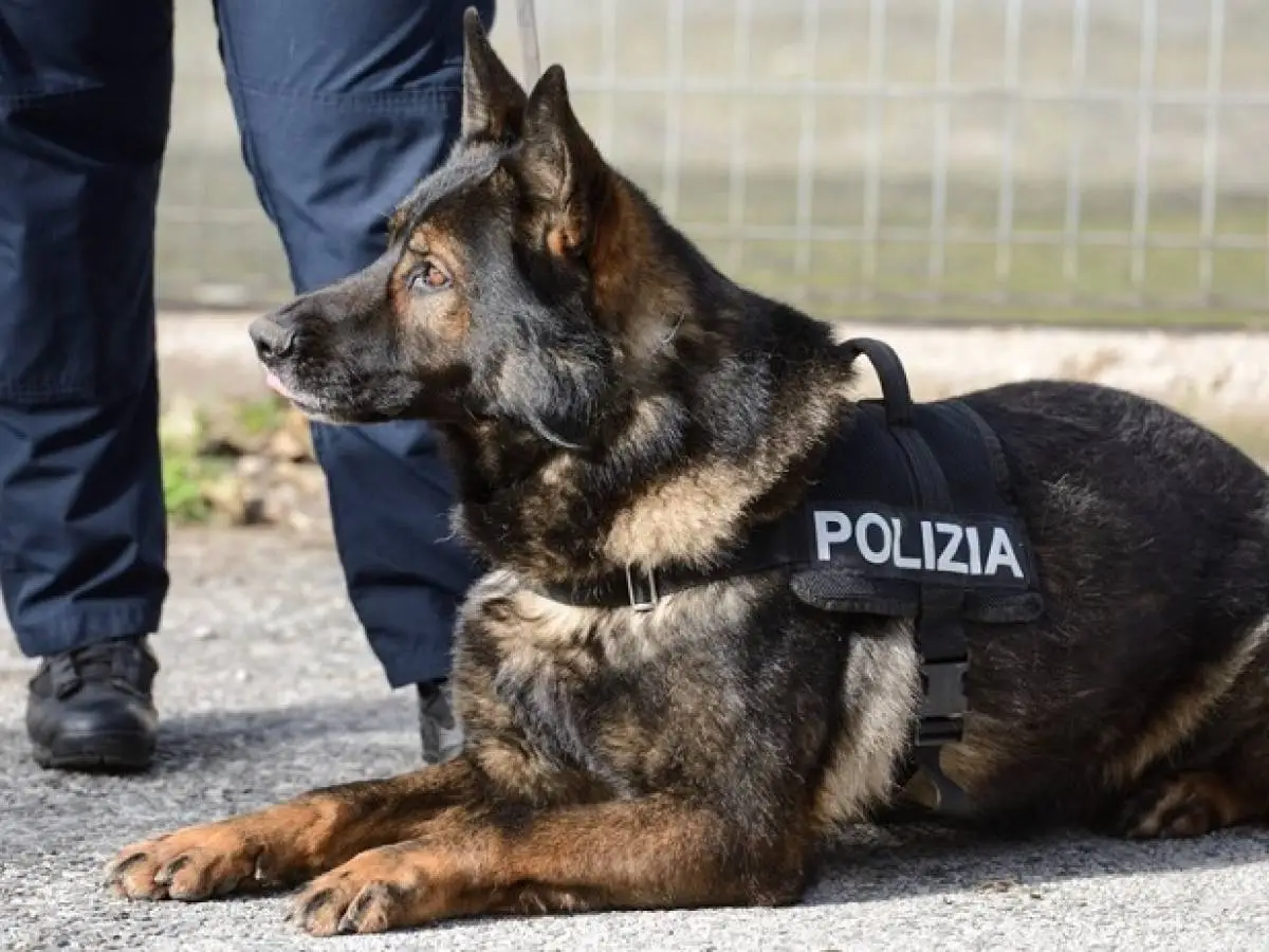 Milano, la Polizia di Stato inaugura la prima infermeria veterinaria