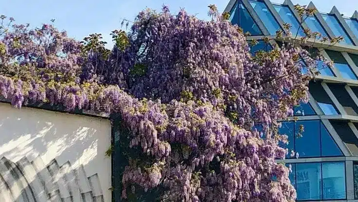 petizione glicine milano