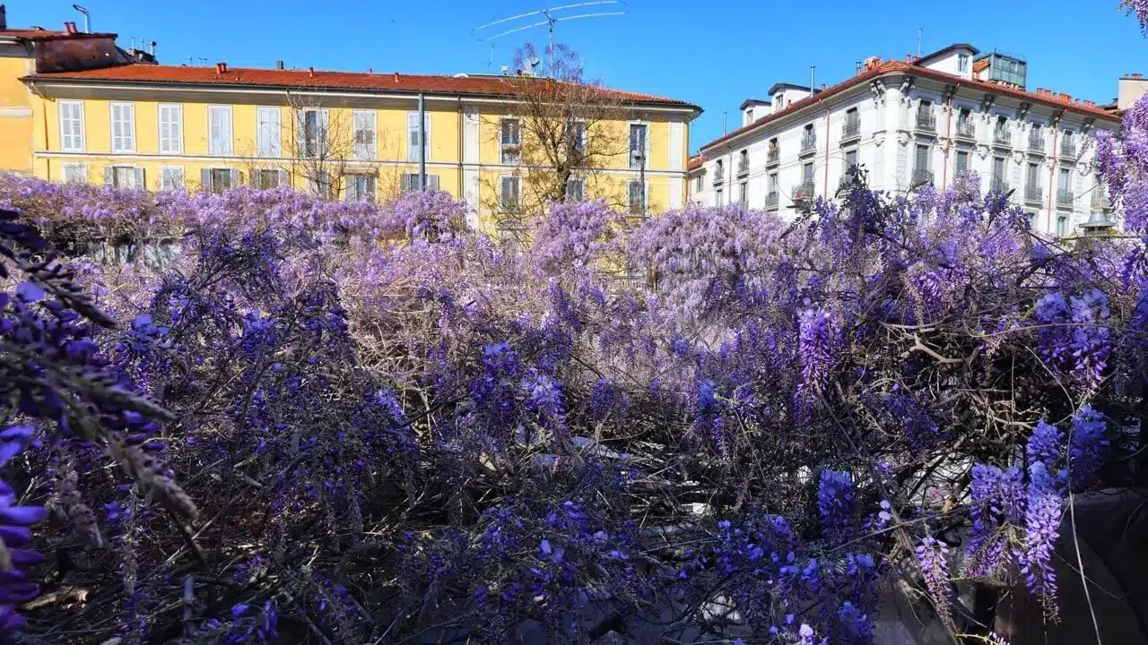 Anche Fabio Volo si schiera a favore del glicine