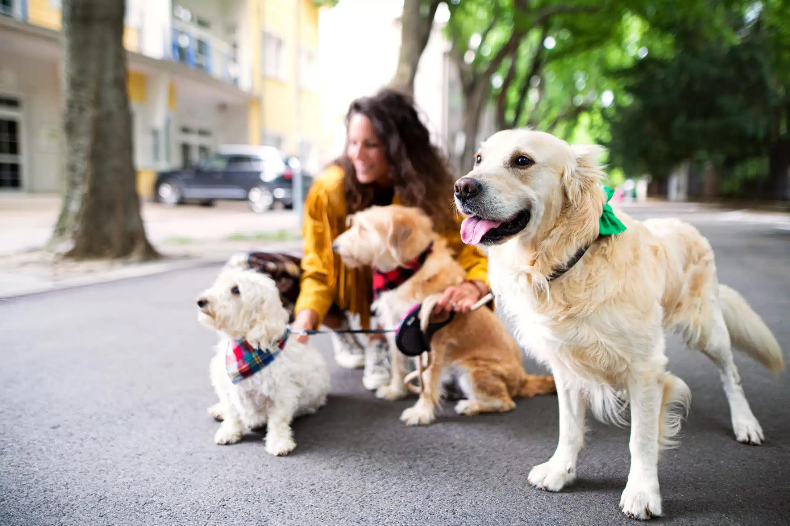 dog sitter milano