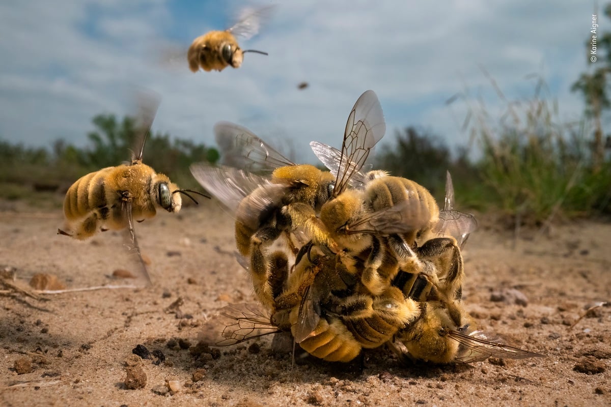 Wildlife Photographer of the Year 2023