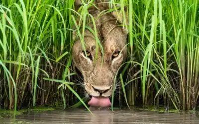 Wildlife Photographer of the Year: 100 foto dal mondo a Milano