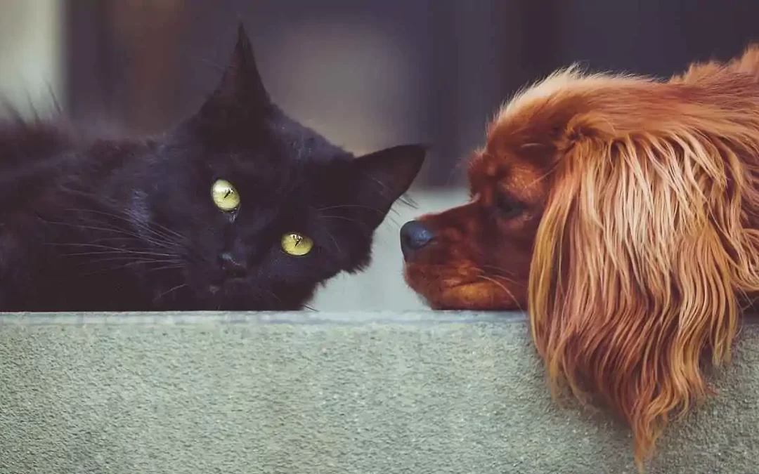 Quattrozampeinfiera 2023: Milano si dedica agli amici pet