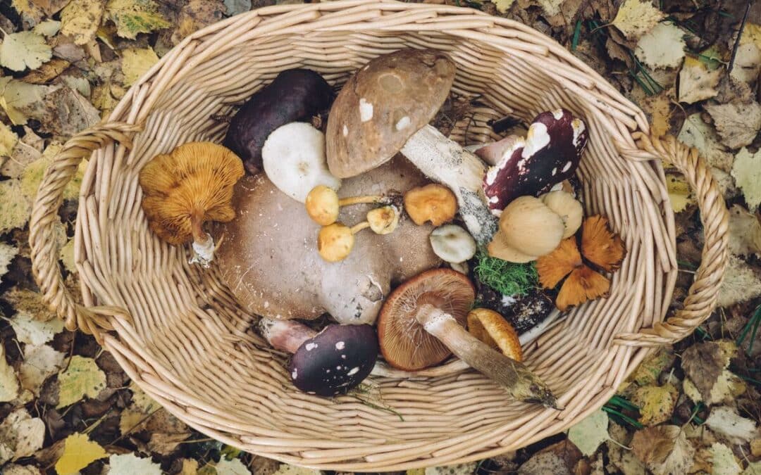 I sapori della terra milanese con il festival di funghi e tartufi