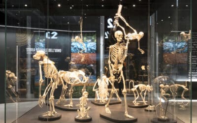 L’evoluzione umana al Museo di Storia Naturale: entrata gratuita