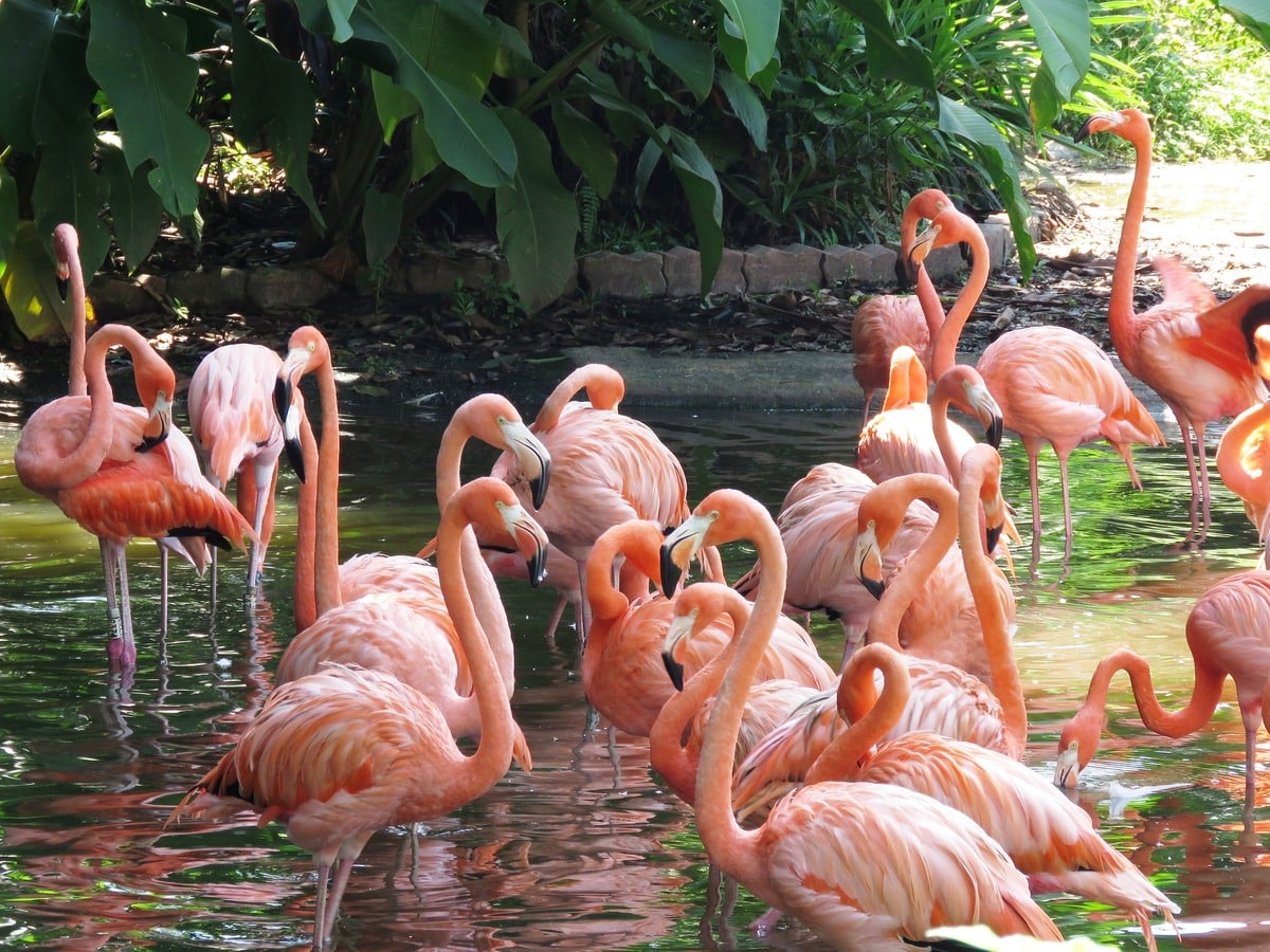 fenicotteri rosa a Villa Invernizzi&nbsp;