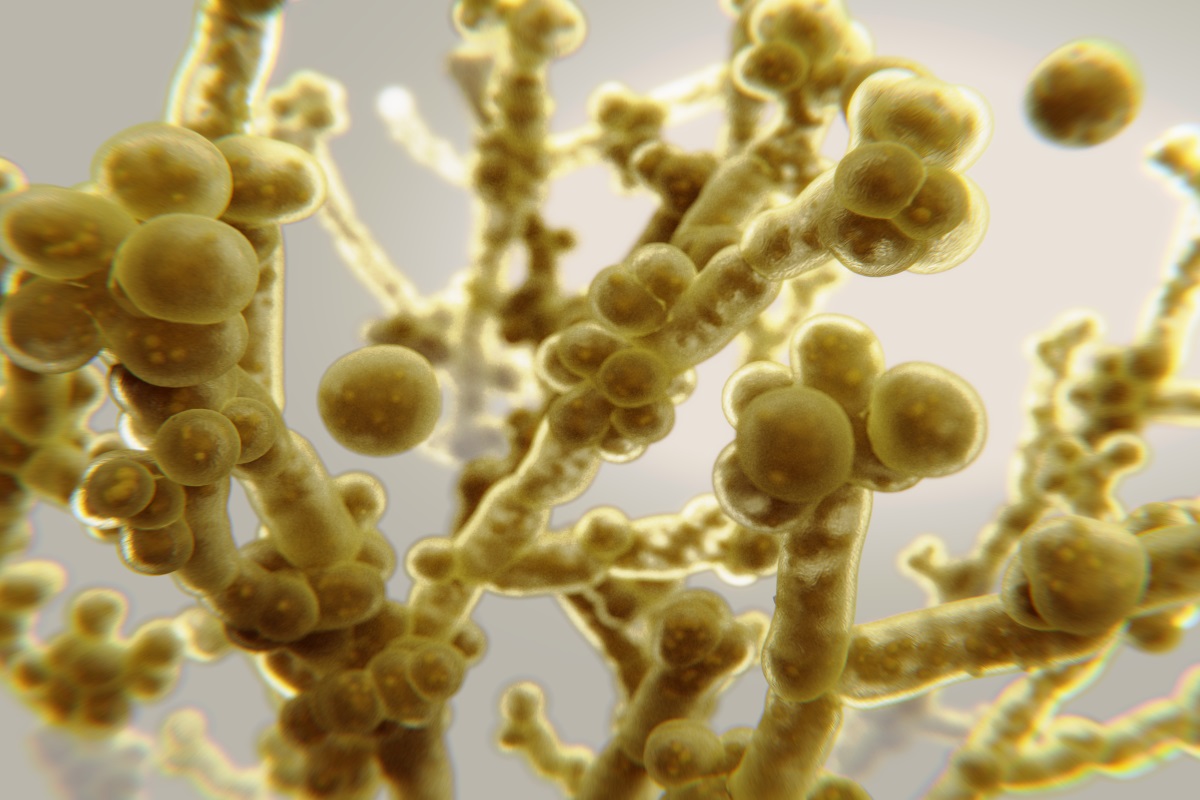 candida auris nuovo virus