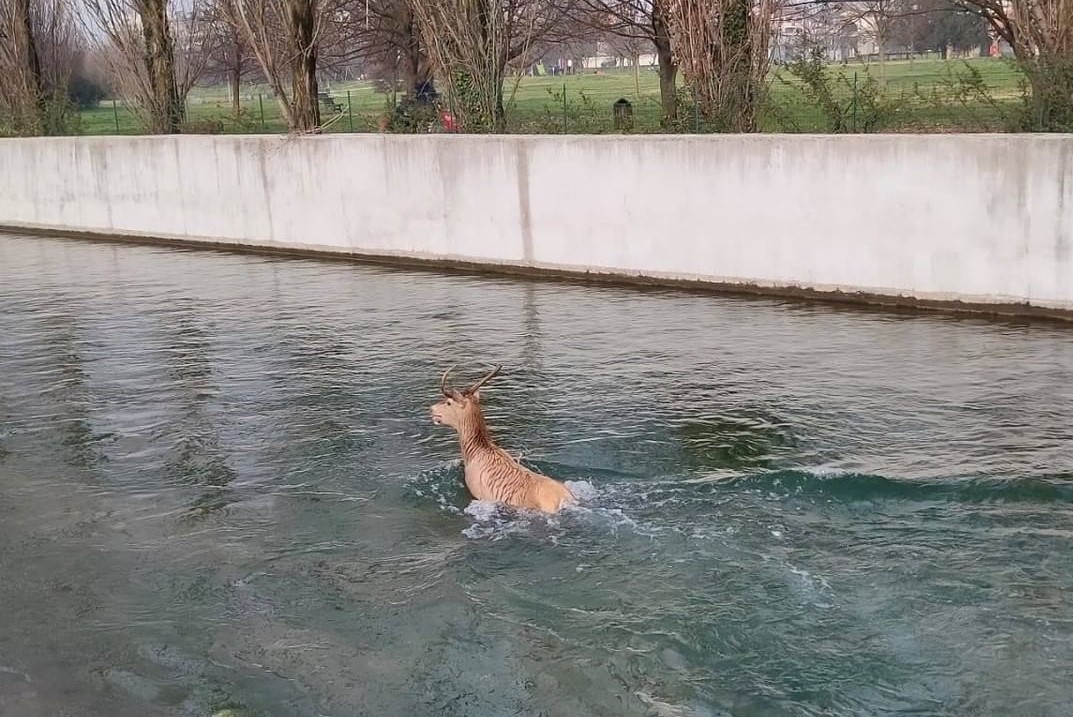 salvato cervo navigli
