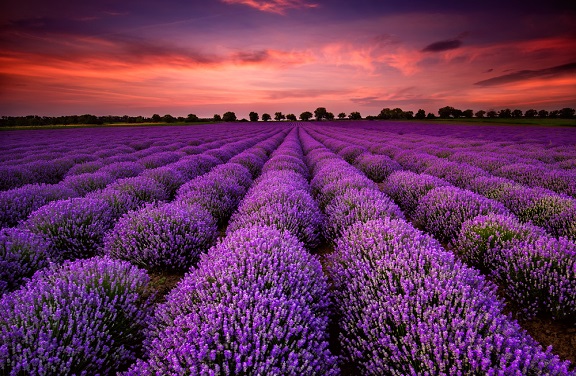 I campi di lavanda di Godiasco Salice Terme