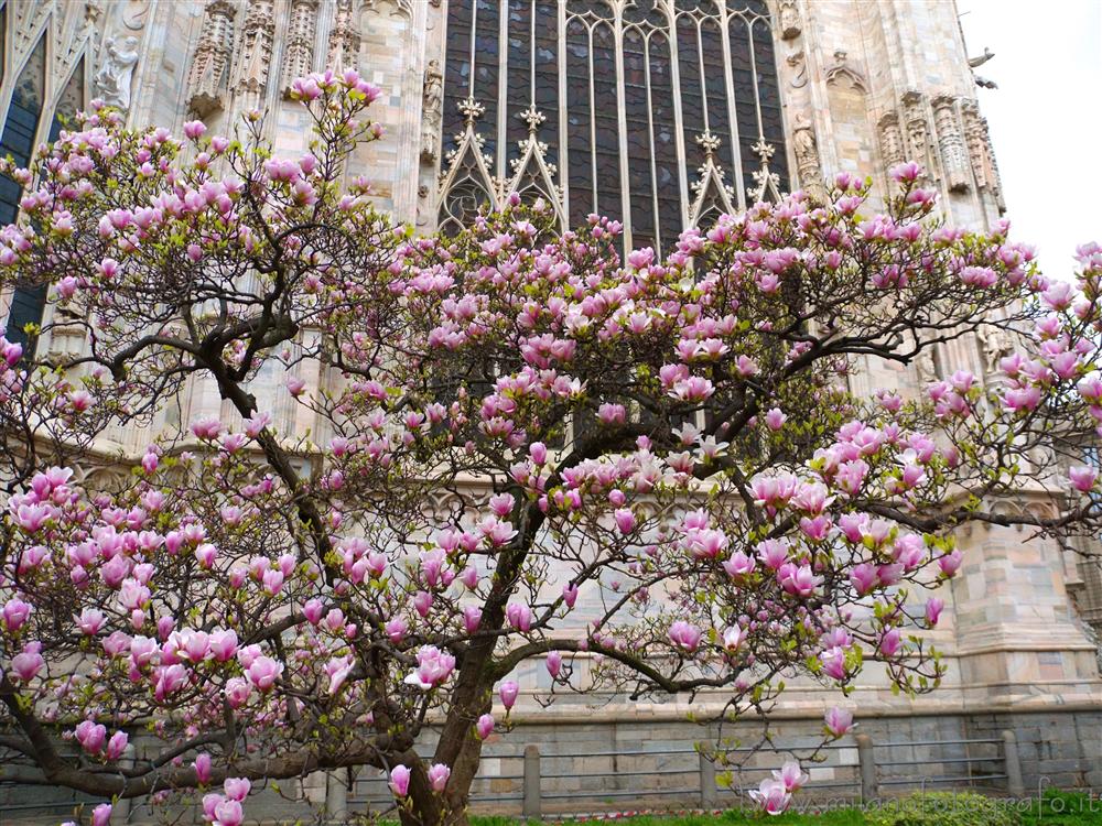 Hanami Milano