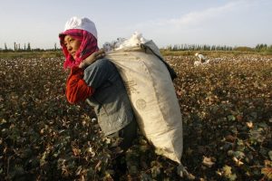 Xinjiang: raccolta del cotone