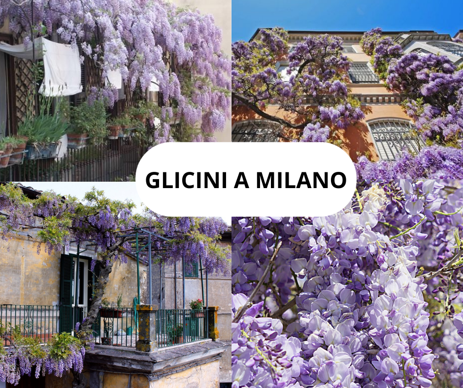 glicine milano
