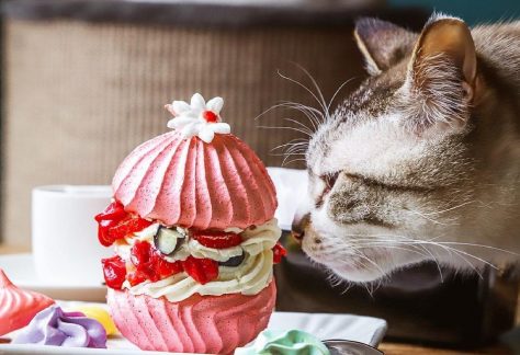 Crazy Cat Café Milano attacch