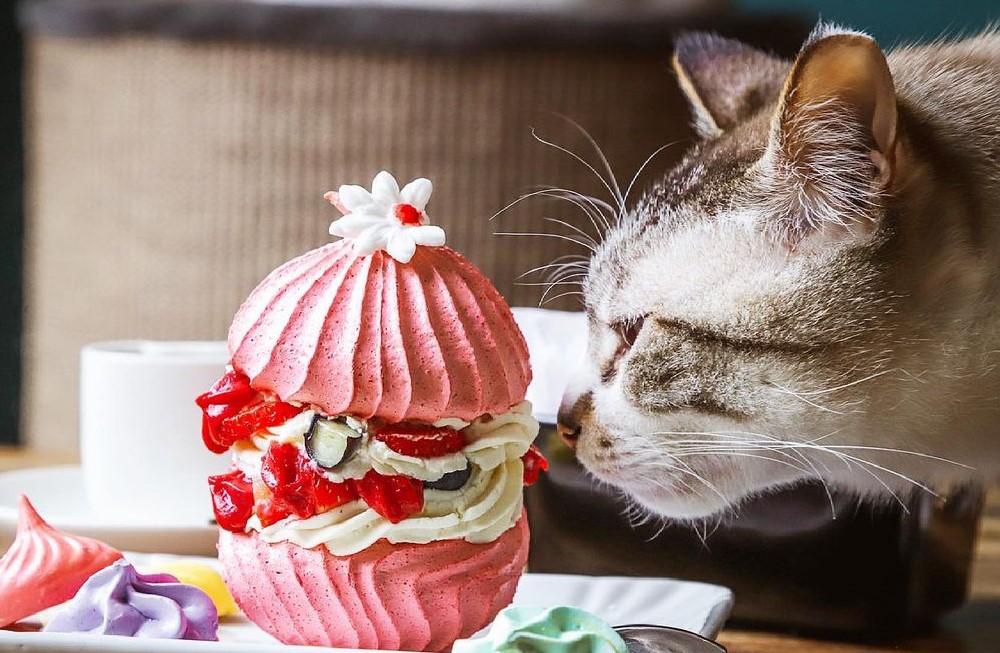 Crazy Cat Café Milano attacch
