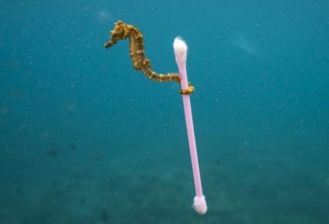 unione europea addio plastica monousp