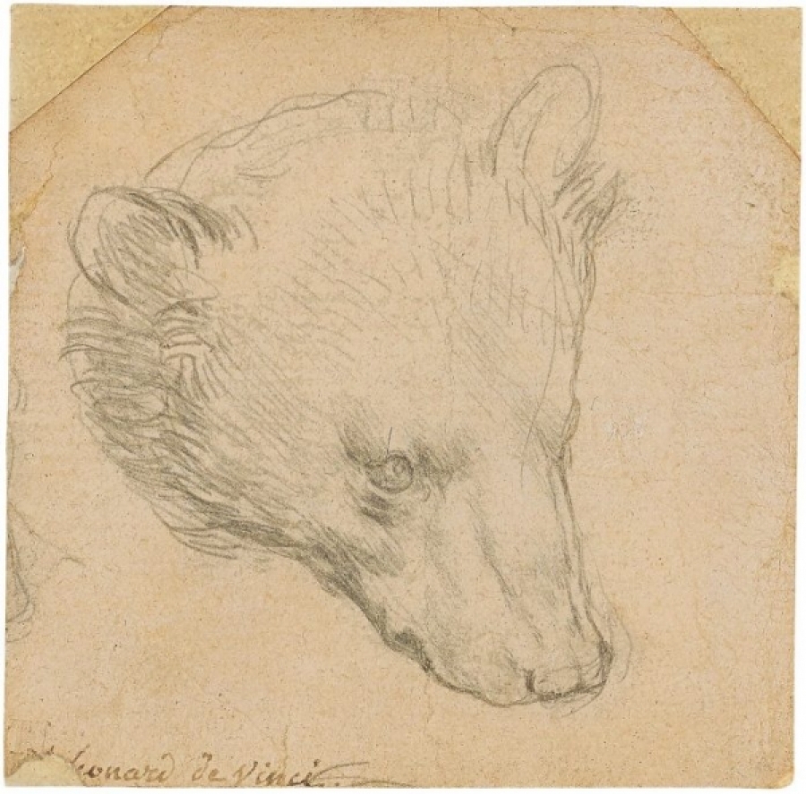 La testa di orso di Leonardo