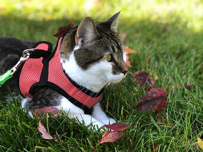 gatti guinzaglio moda
