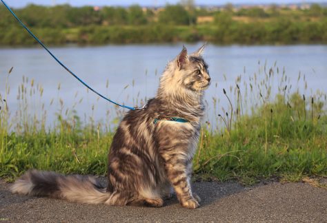 gatto guinzaglio moda