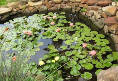 Arriva a Milano " Corvetto specchio d'acqua ", un giardino acquatico sospeso