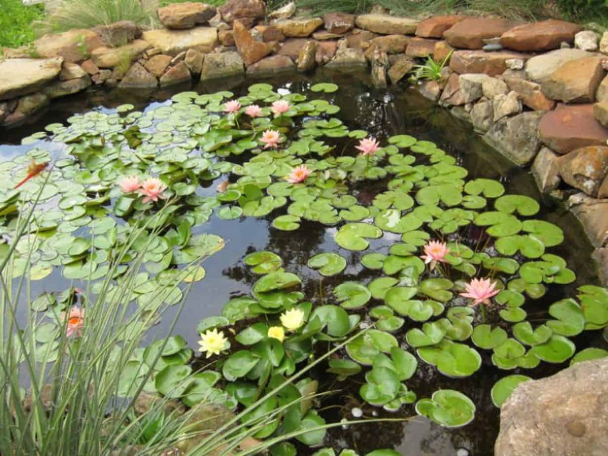 Arriva a Milano " Corvetto specchio d'acqua ", un giardino acquatico sospeso