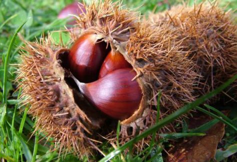 Dove andare a castagne in Lombardia, a pochi passi da Milano