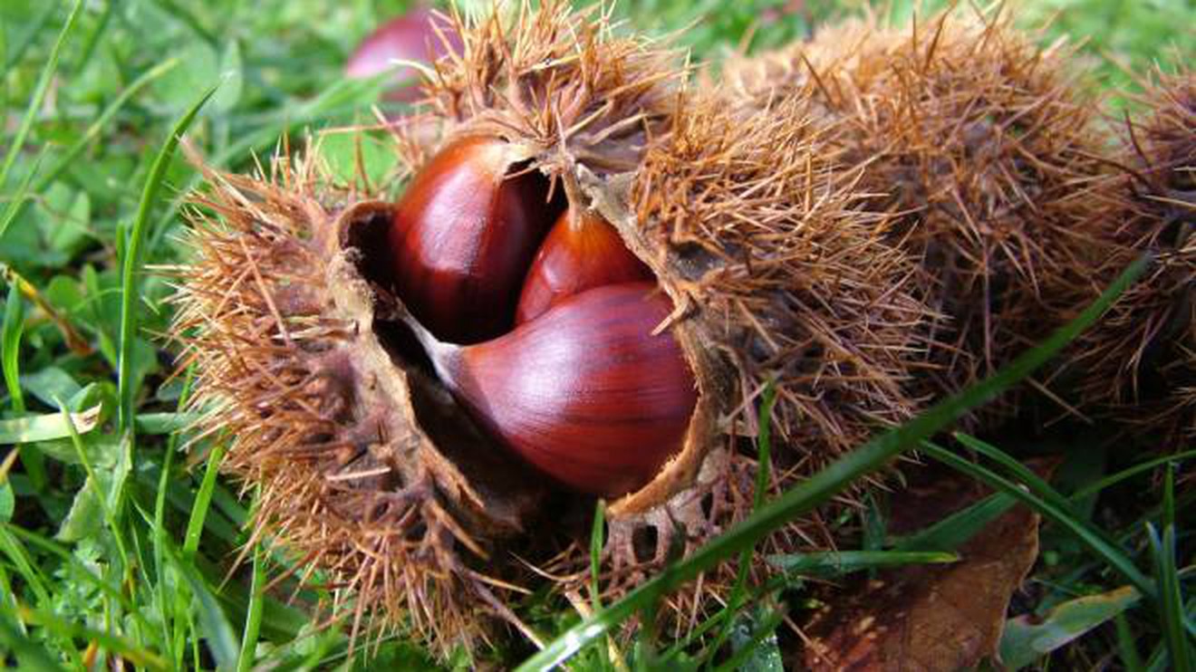 Dove andare a castagne in Lombardia, a pochi passi da Milano