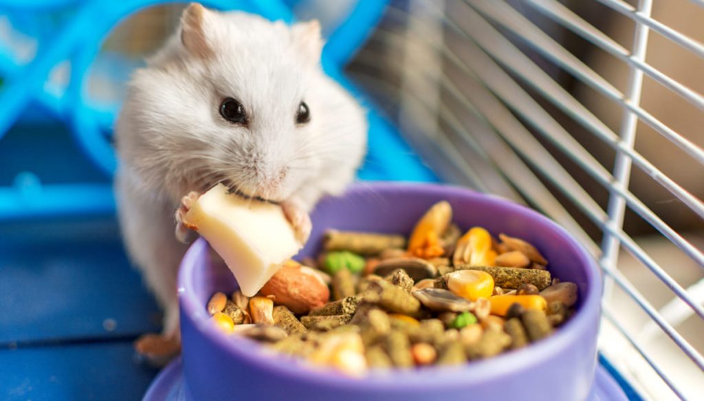 Criceto consigli alimentazione
