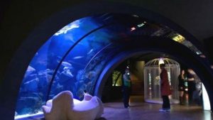 Monet, l'Acquario Civico ospita un'imperdibile installazione