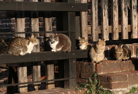 gatti castello sforzesco