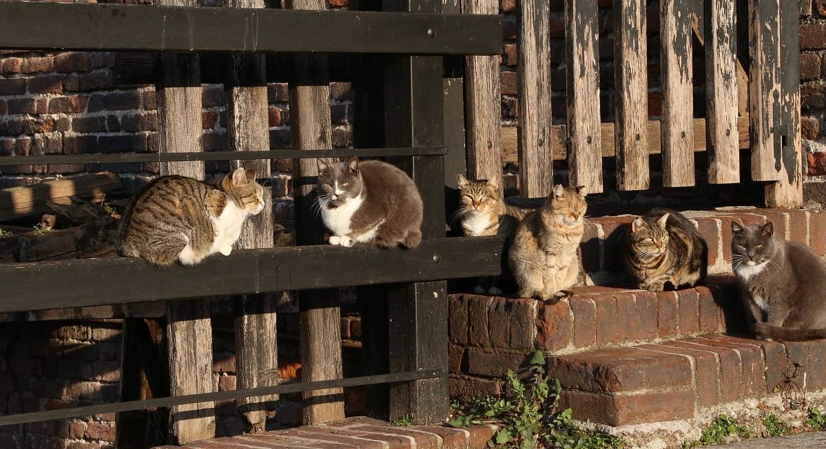 gatti castello sforzesco