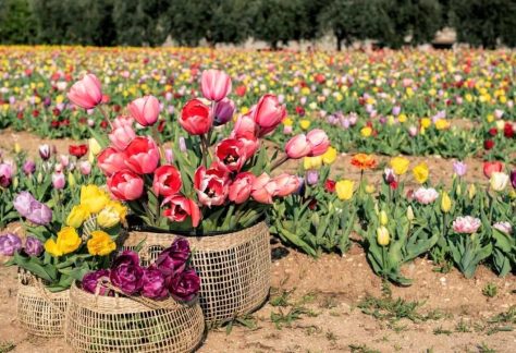 tulipani milano
