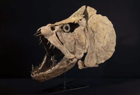 Cambi Casa D’Aste Xiphactinus 1