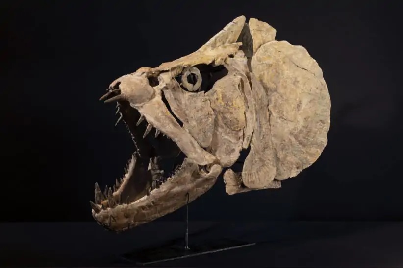 Cambi Casa D’Aste Xiphactinus 1