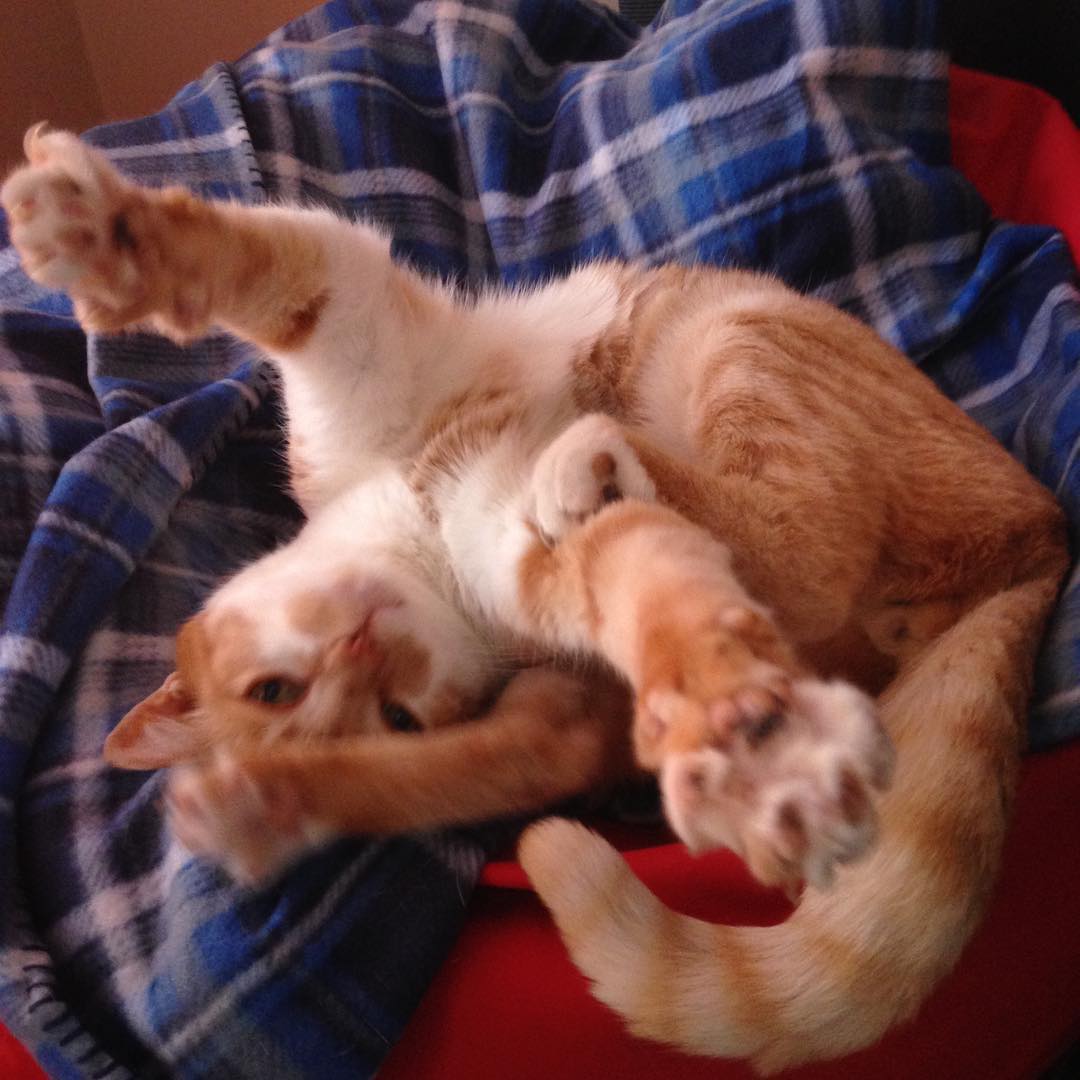 festa del gatto